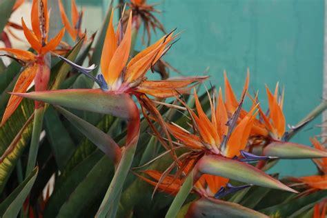 bird of paradise moisture meter level|bird of paradise water temperature.